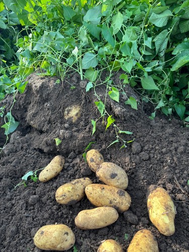 Kartoffeln frühkartoffeln - kartoffeln;,